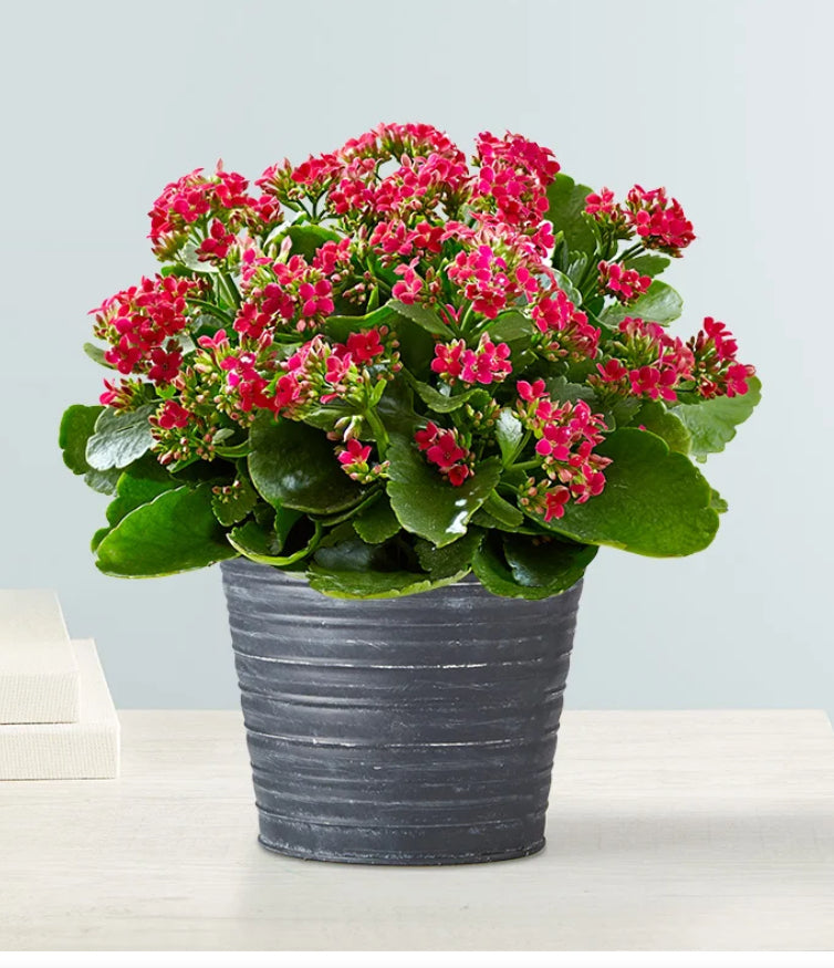 Designer's Choice Blooming Plant